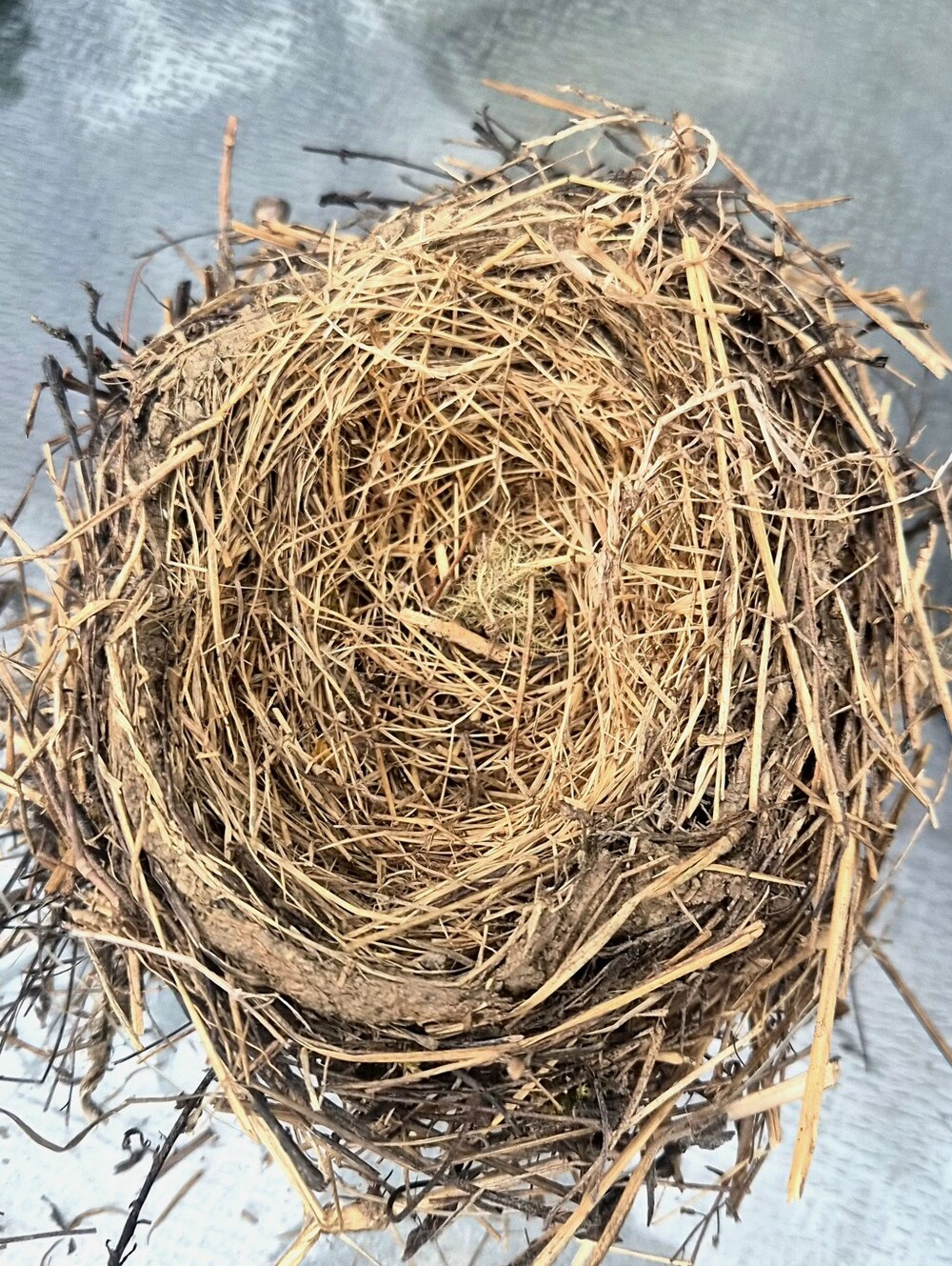 Abandoned Authentic Bird Nest